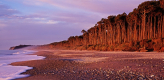 Beech forest, Bruce Bay, New Zealand