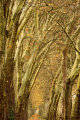 Avenue of Plane trees, Burgundy