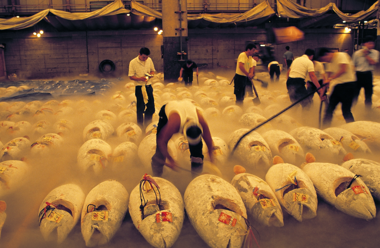 Frozen tuna, Tsukiji market, Tokyo