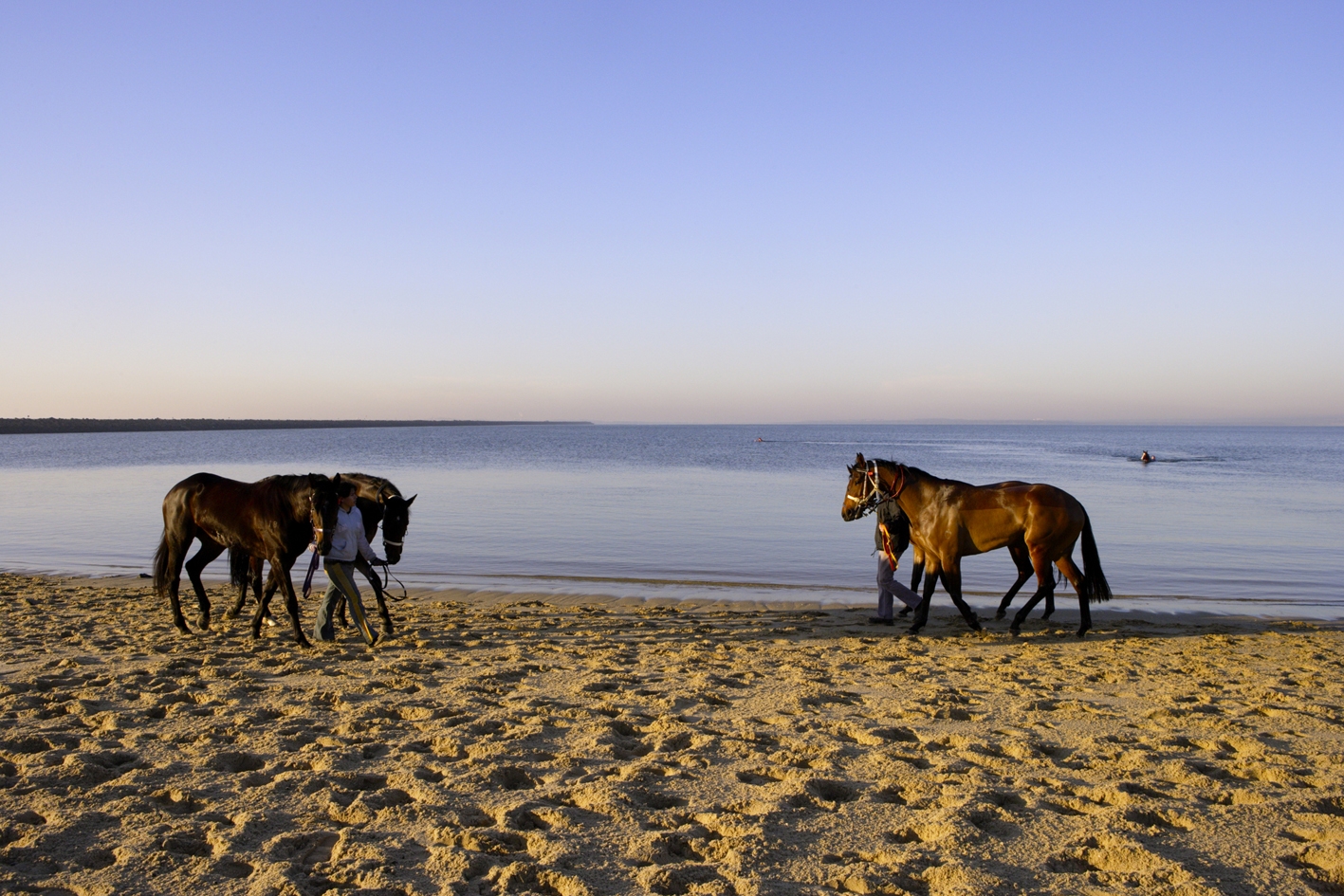 Horses, Commonwealth Beach
